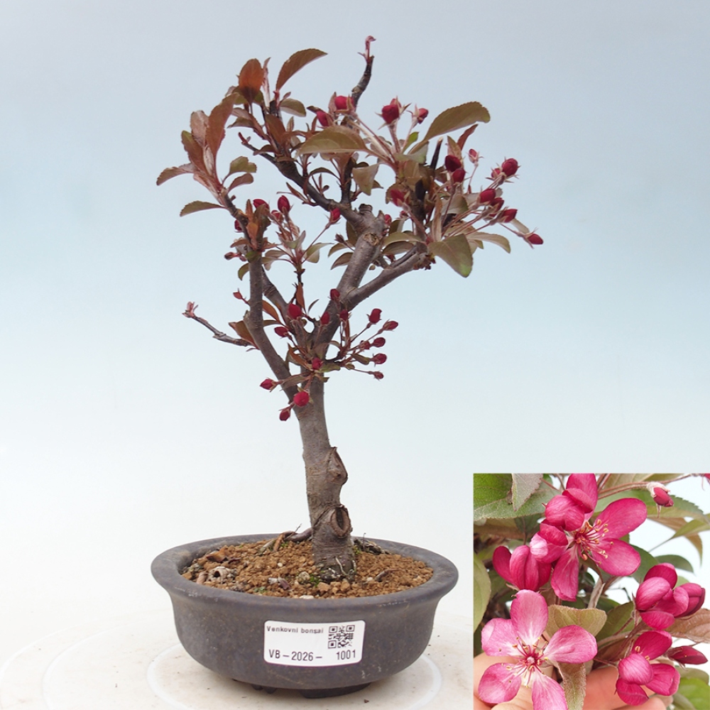 Outdoor-Bonsai -Malus domestica - Kleinfrüchtiger rotblättriger Apfelbaum