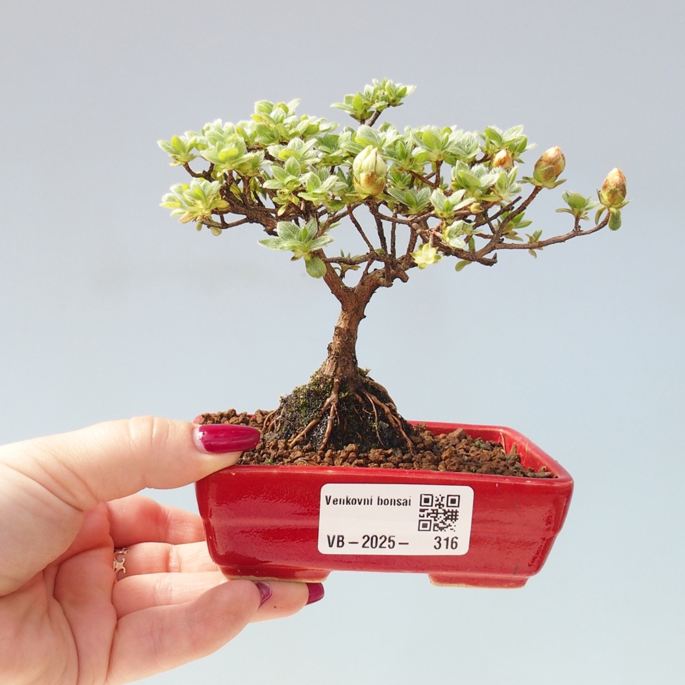 Outdoor-Bonsai - Rododendron indicum - Japanische Azalee