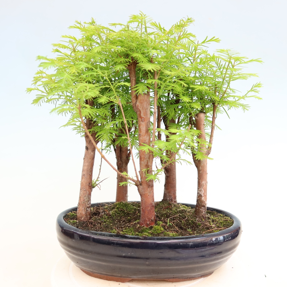 Bonsai für den Außenbereich – Metasequoia glyptostroboides – Chinesische Metasequoia – Wäldchen