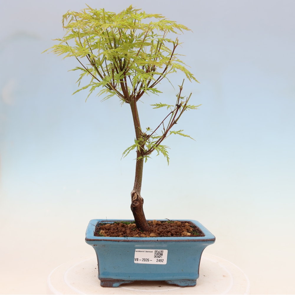 Bonsai im Freien - Acer palmatum Dissectum - japanischer Ahorn 