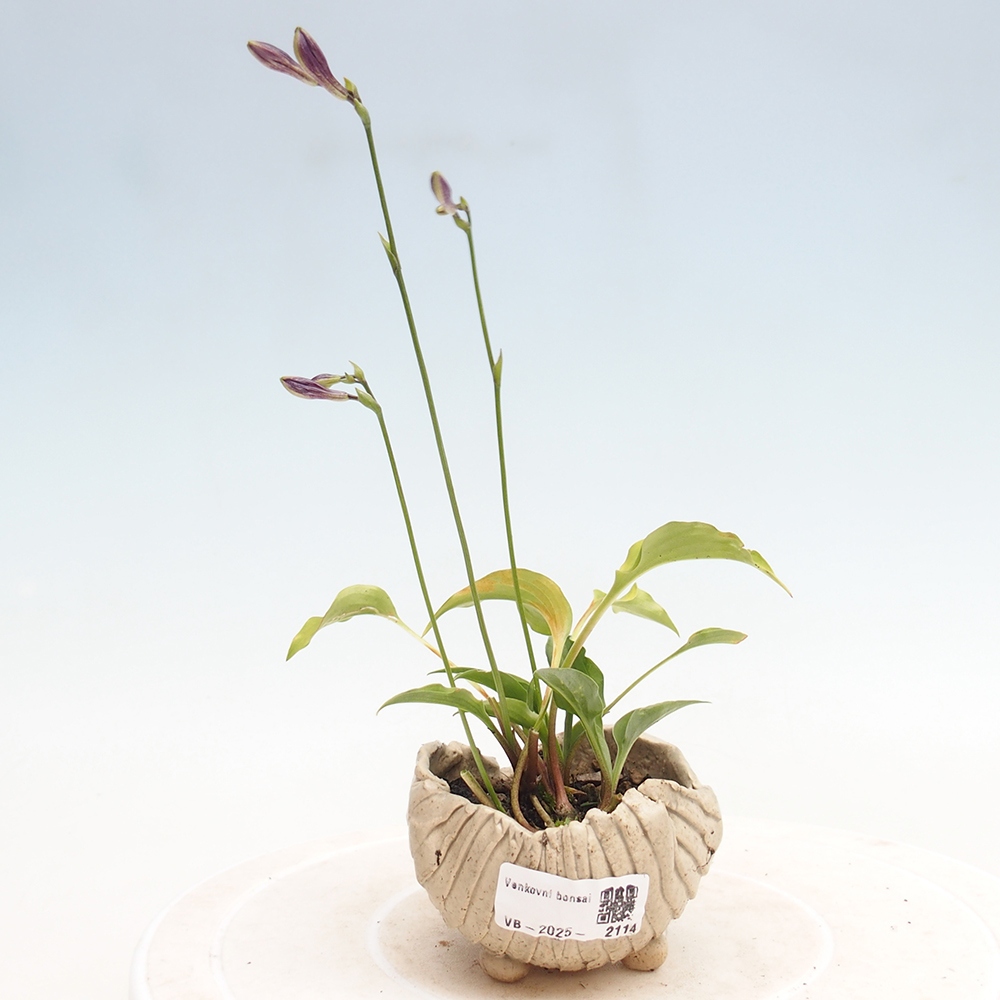 Bonsai im Freien - Mini Hosta - Göttin