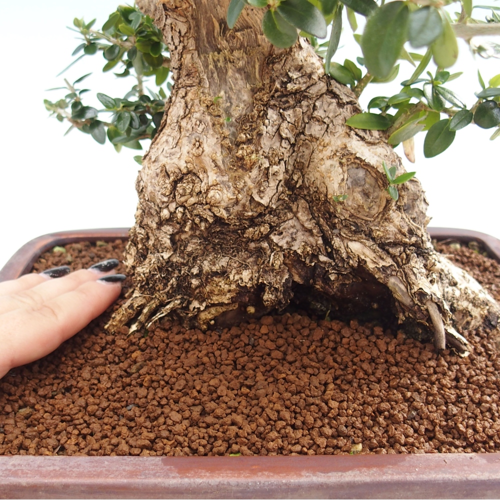 Indoor-Bonsai - Olea europaea sylvestris - Europäisches kleinblättriges Olivenöl