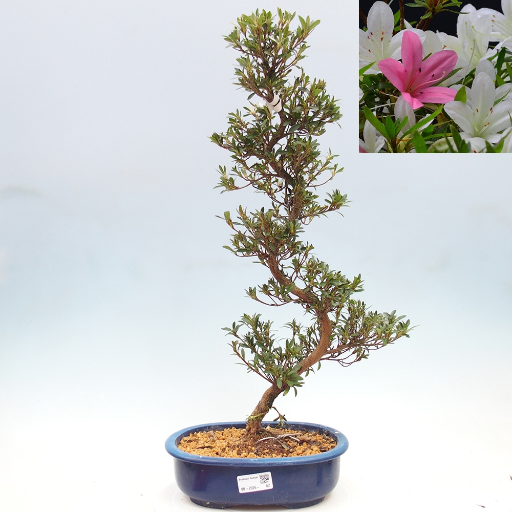 Bonsai für draußen - Japanische Azalee - Azalea Hakurin