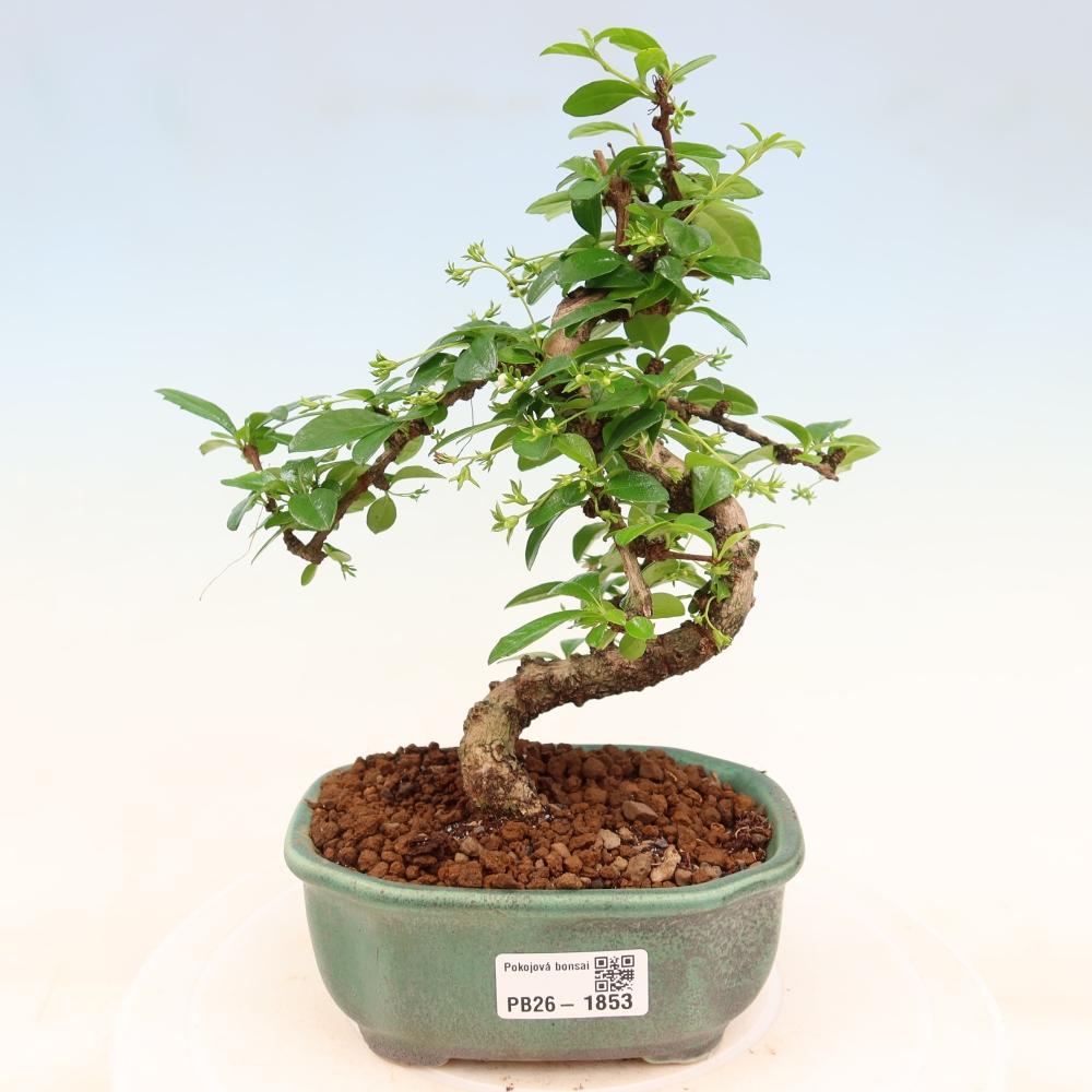 Zimmer-Bonsai - Carmona macrophylla - Tee-Fuki