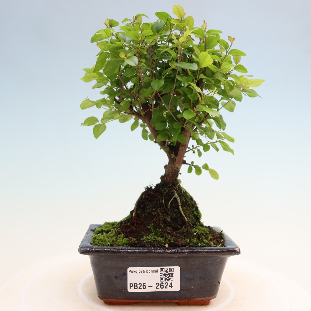 Zimmer Bonsai - Sageretia thea - Sageretia thea