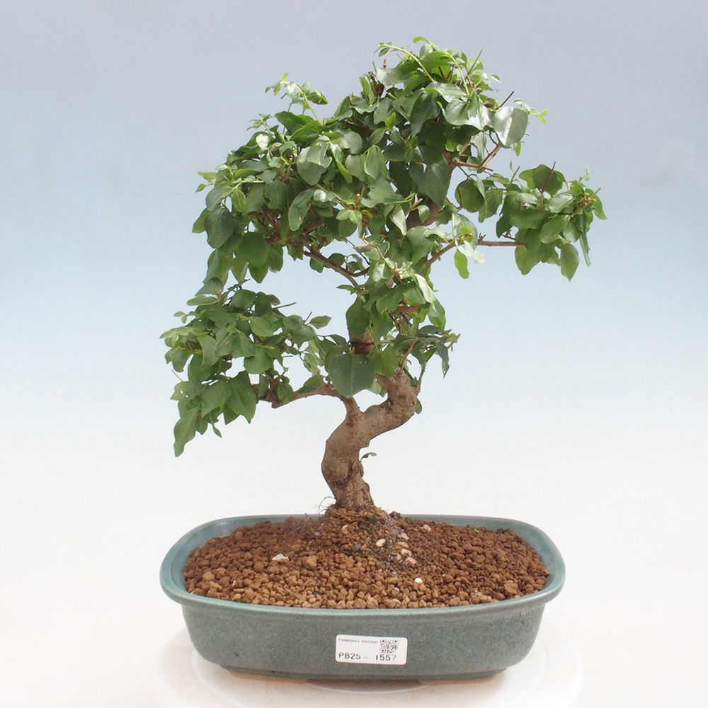 Zimmerbonsai -Ligustrum chinensis - Liguster