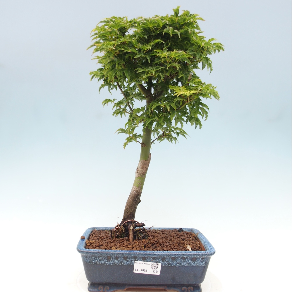 Bonsai im Freien - Acer palmatum Shishigashira-Ahorn