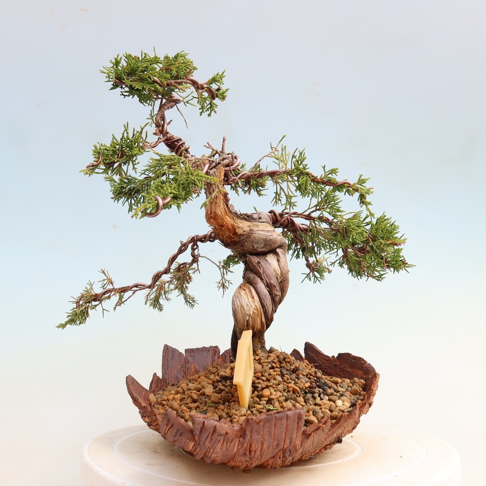 Bonsai für draußen - Juniperus chinensis Itoigawa-Juniperus chinensis