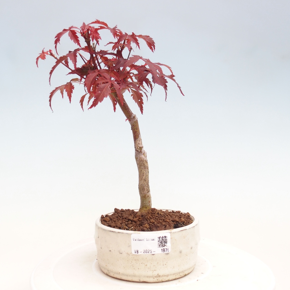 Bonsai im Freien - Acer-Palme. Atropurpureum-Palmenblatt-Ahorn
