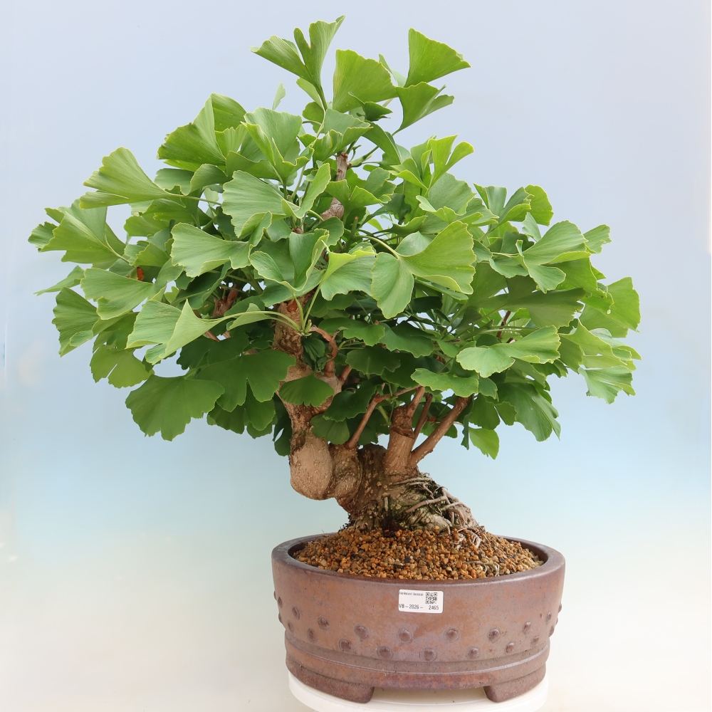 Bonsai für draußen - Ginkgo biloba - Ginkgo biloba