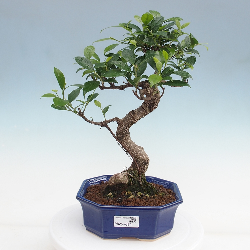 Indoor-Bonsai - Ficus retusa - kleiner Ficus