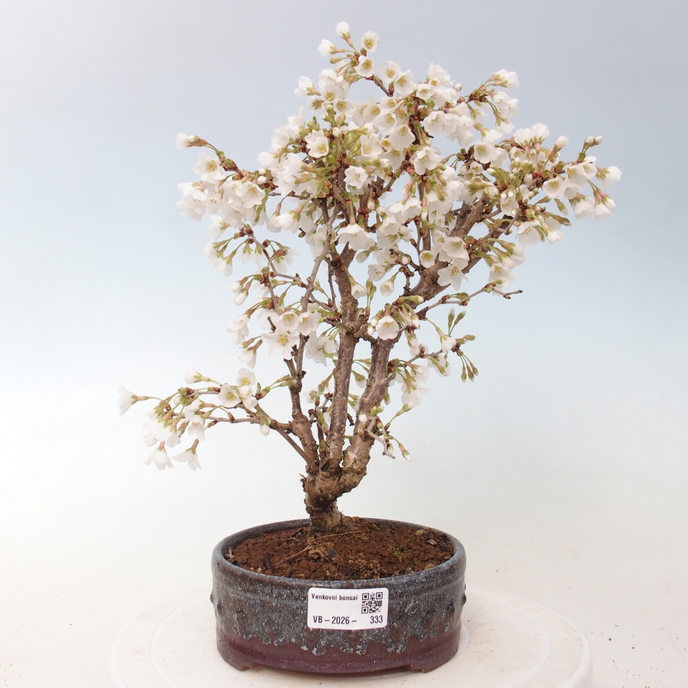 Bonsai für draußen - Prunus incisa Kojou-no mai-Plivon ausgeschnitten