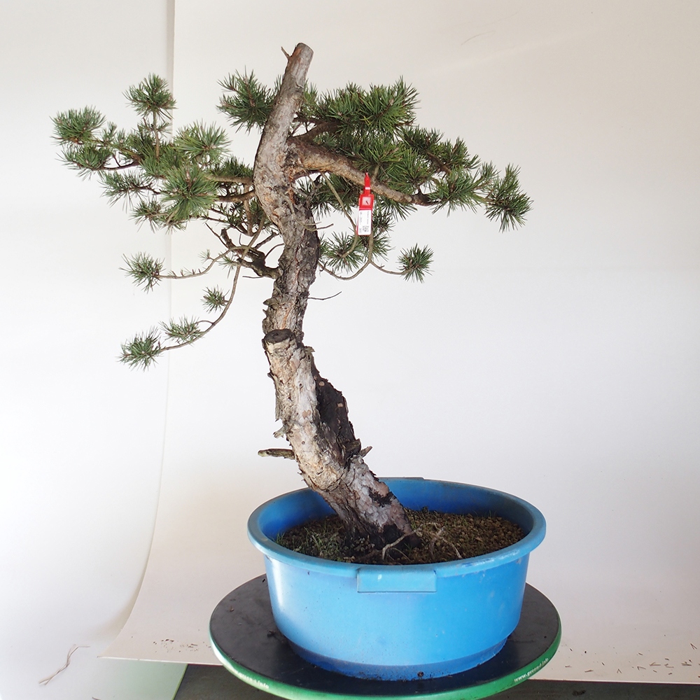 Yamadori - Pinus sylvestris Spanien