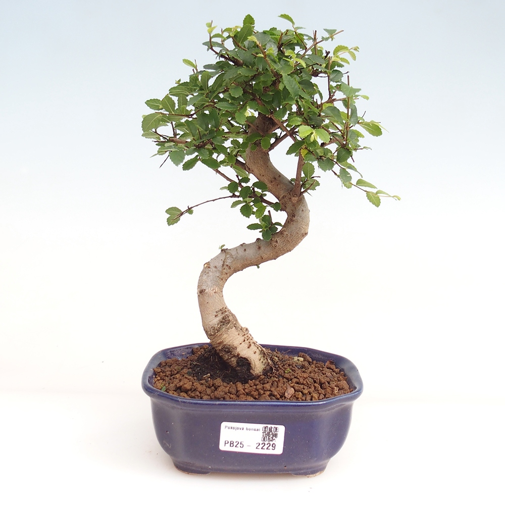 Zimmer Malolistý Ulme Bonsai