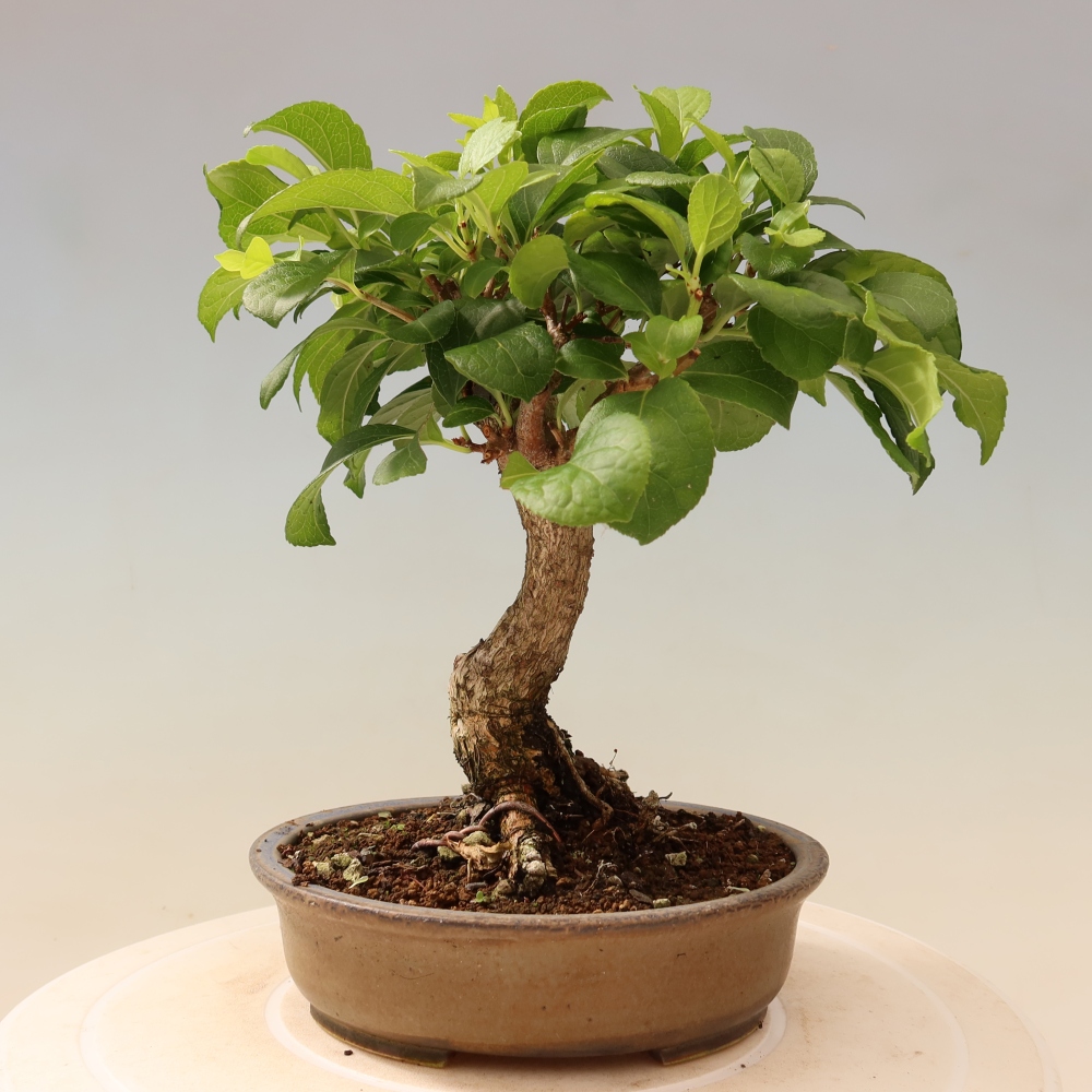 Bonsai für draußen - Celastrus orbiculatus