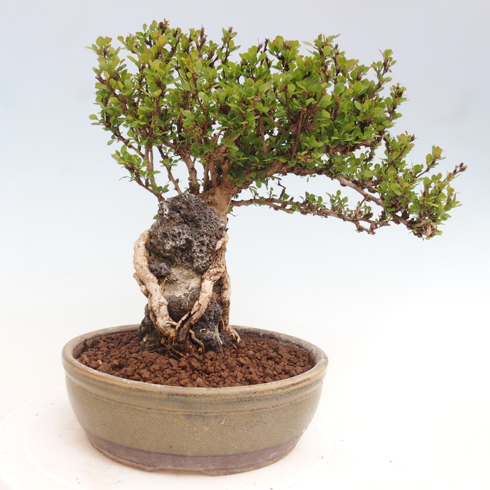 Bonsai für draußen - Berberis coreana