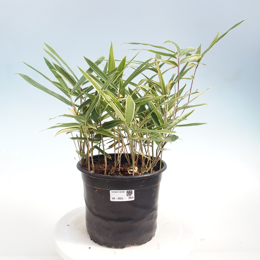 Bonsai für draußen - Sasaella masamuneana Albostriata - Bambus