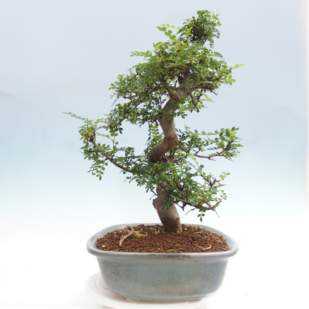 Zimmer Bonsai - Zantoxylum piperitum - Pfefferbaum