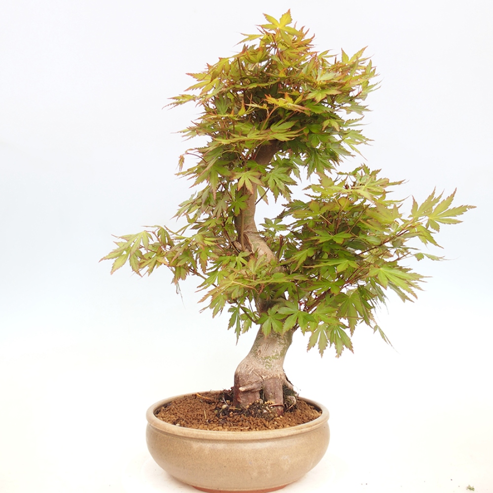 Bonsai im Freien - Acer palmatum - Auburn Ahorn