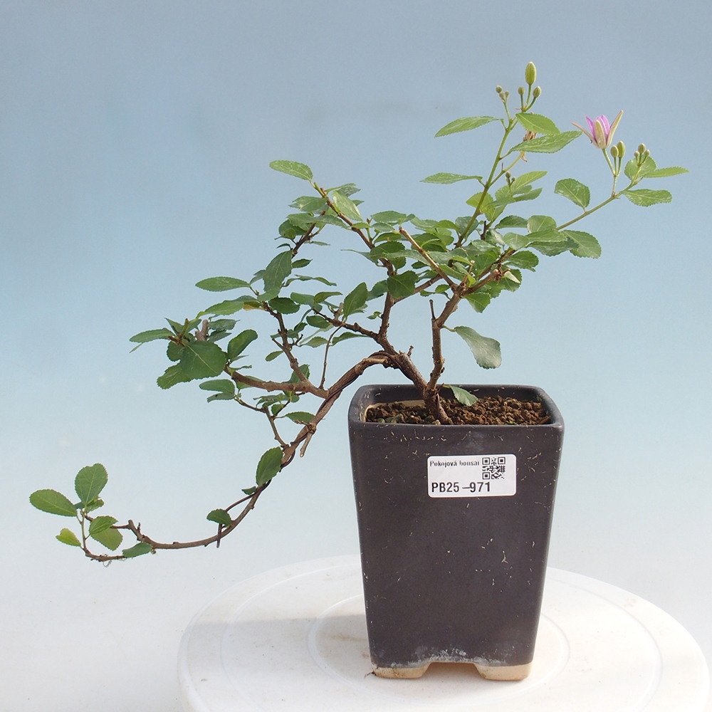 Zimmerbonsai - Grewia occidentalis - Lavendelstern