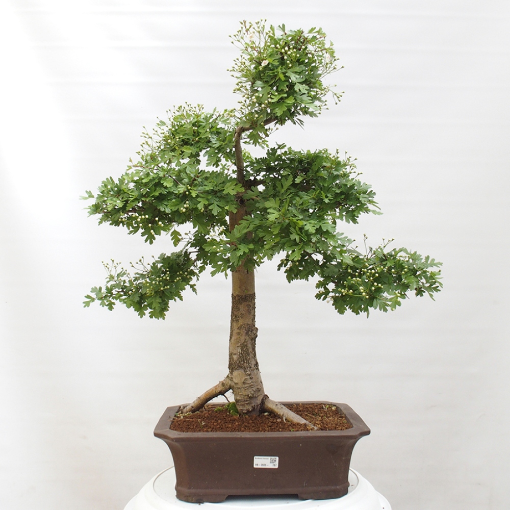Bonsai im Freien - Weißdorn - Crataegus monogyna
