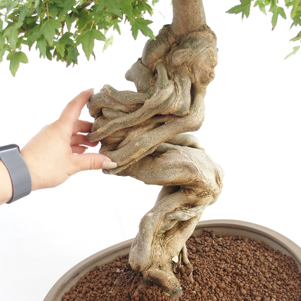 Bonsai im Freien - Ahorn Buergerianum - Burger Maple