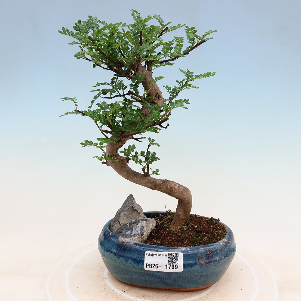 Zimmer Bonsai - Zantoxylum piperitum - Pfefferbaum