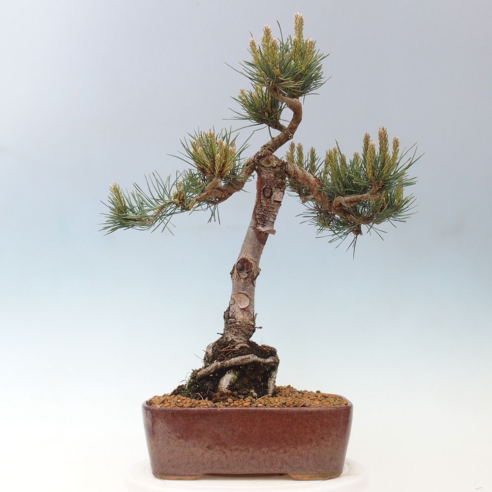 Bonsai im Freien - Pinus Sylvestris - Waldkiefer