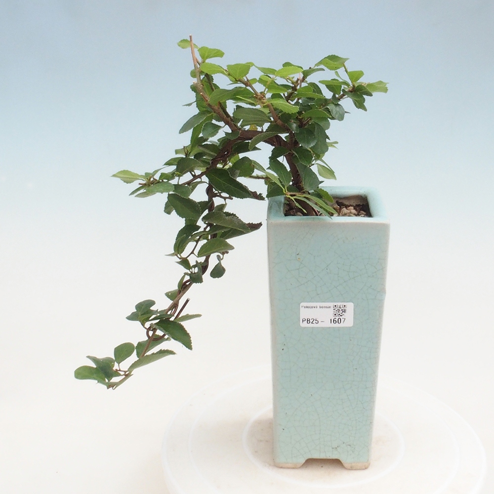 Zimmerbonsai - Grewia occidentalis - Lavendelstern