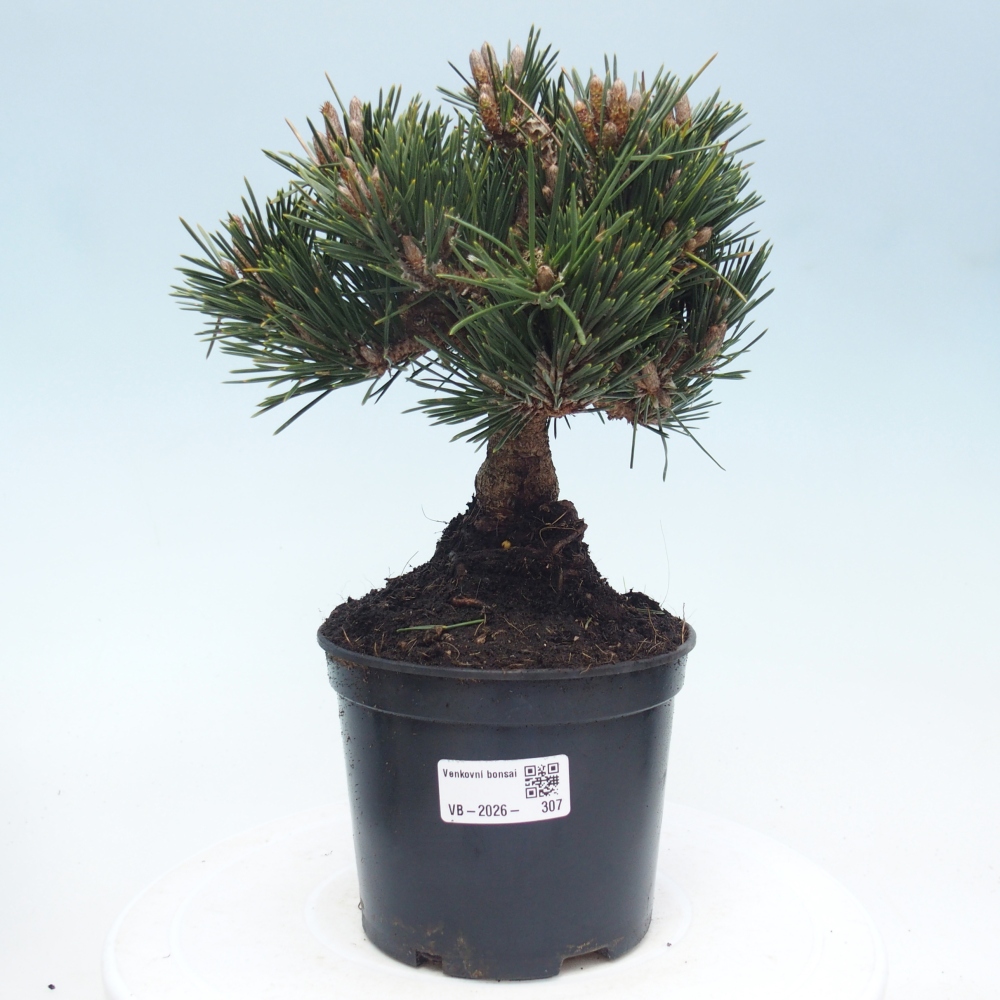 Bonsai für draußen - Pinus thunbergii senjyumaru - Thunberg-Kiefer
