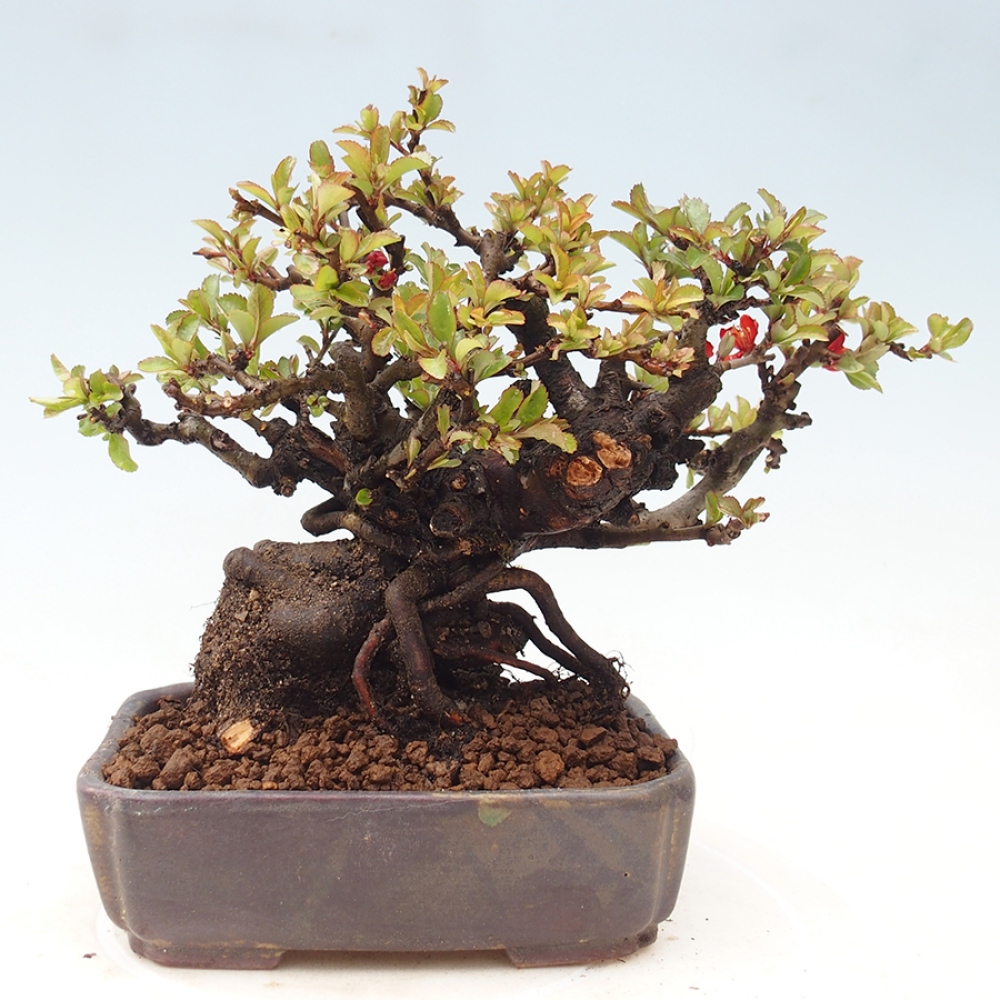 Bonsai für draußen - Chaneomeles speciosa - Quitte