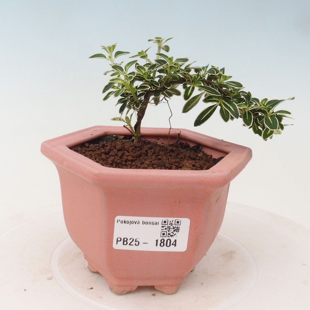 Zimmerbonsai - Serissa foetida Variegata - Baum der tausend Sterne