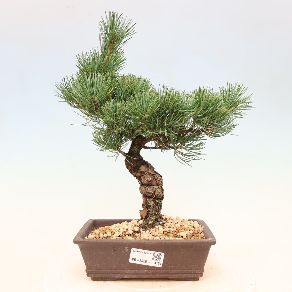 Bonsai für draußen - Pinus parviflora - Pinus parviflora