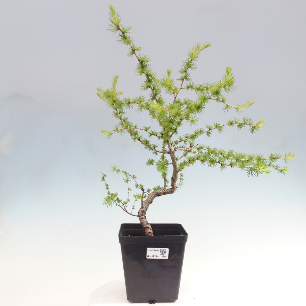 Bonsai für draußen -Larix decidua - Lärche