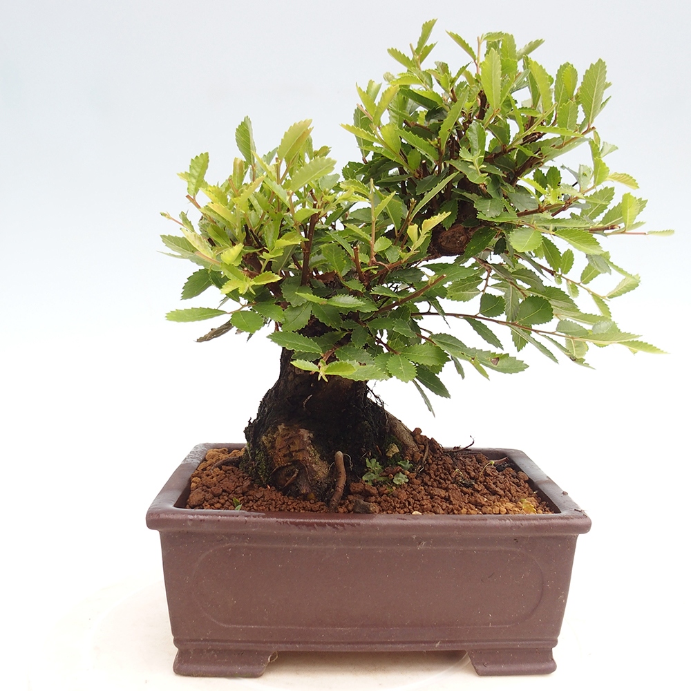 Bonsai im Freien - Zelkova - Zelkova NIRE
