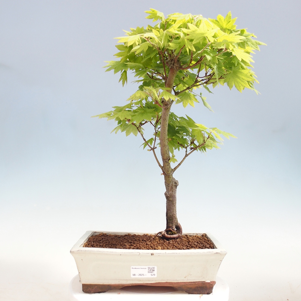 Bonsai im Freien - Ahorn palmatum katsura GISAN - Ahorn palmat