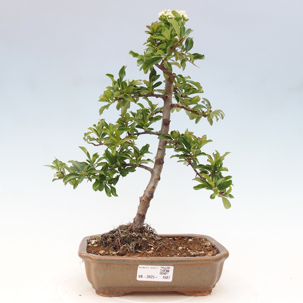Outdoor Bonsai-Pyracanta Teton -Bäckerei