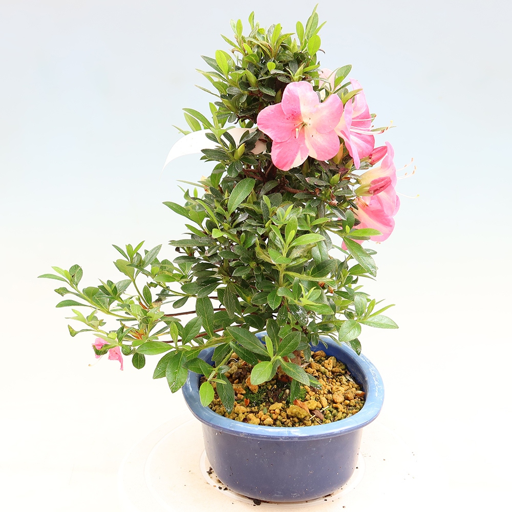Bonsai für draußen - Japanische Azalee - Azalee Santoka