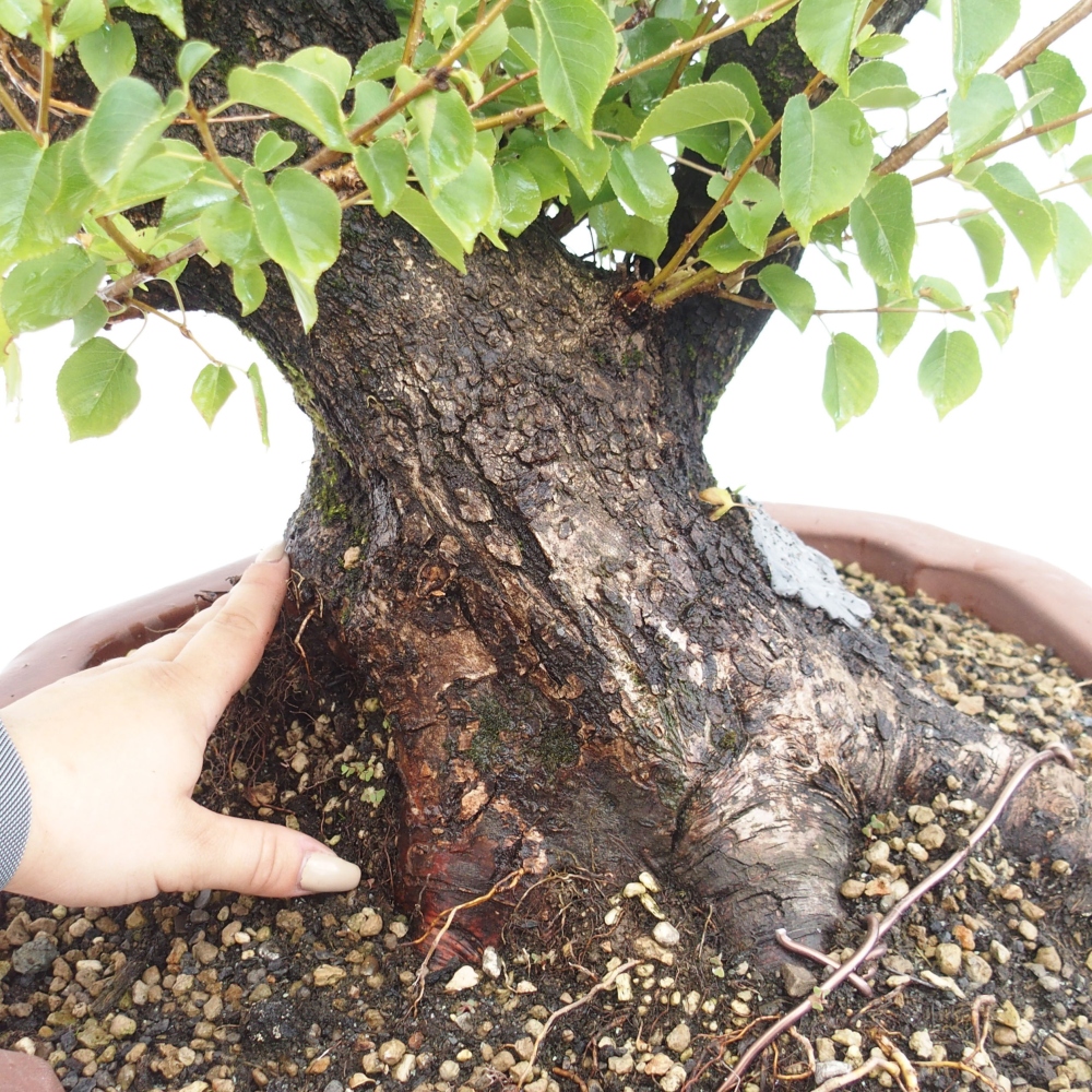 Bonsai im Freien - Mahalebka - Prunus mahaleb