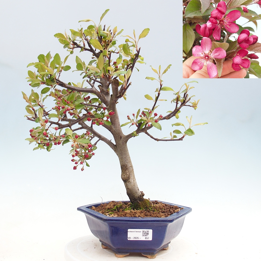 Outdoor-Bonsai -Malus domestica - Kleinfrüchtiger rotblättriger Apfelbaum