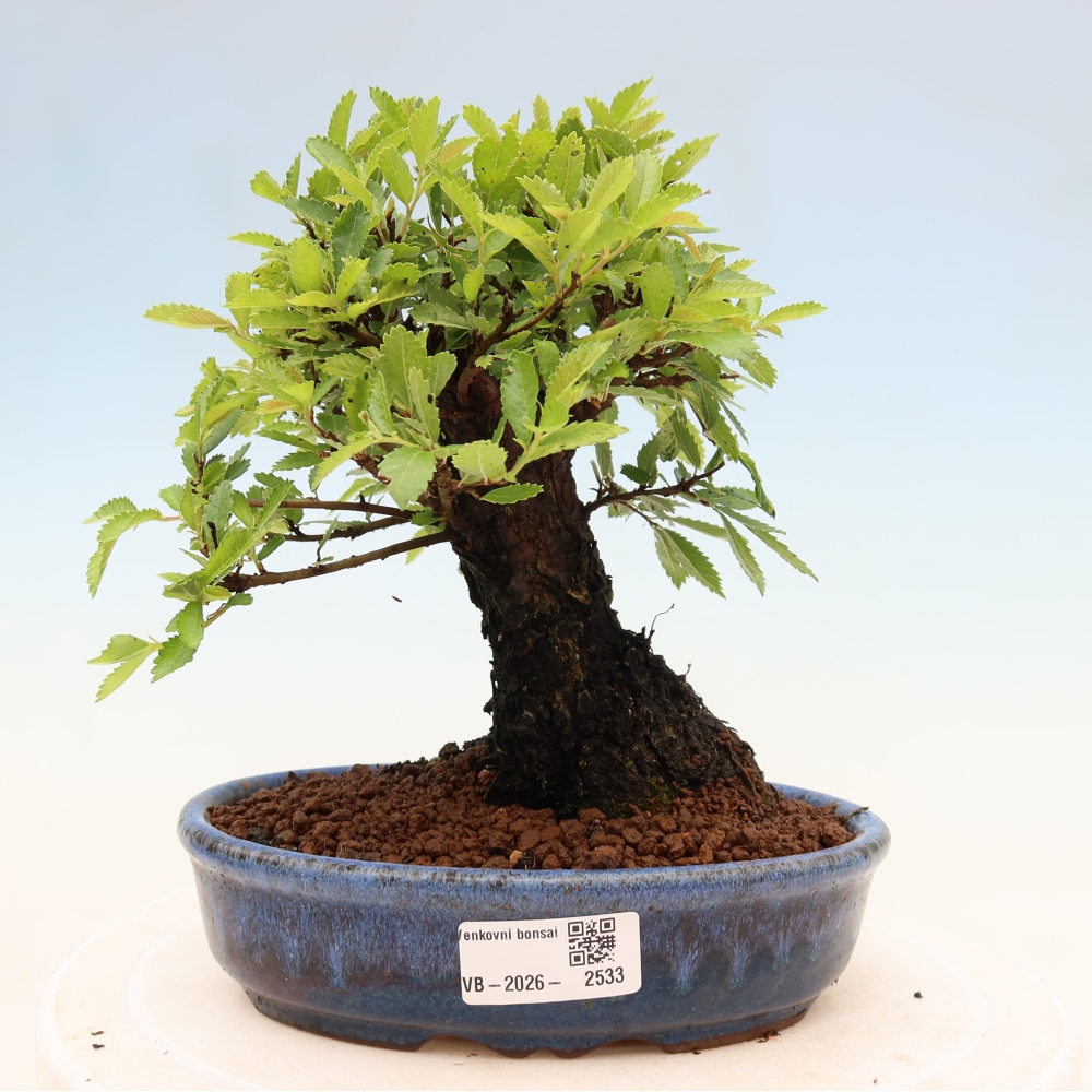 Bonsai für draußen - Zelkova - Zelkova NIRE