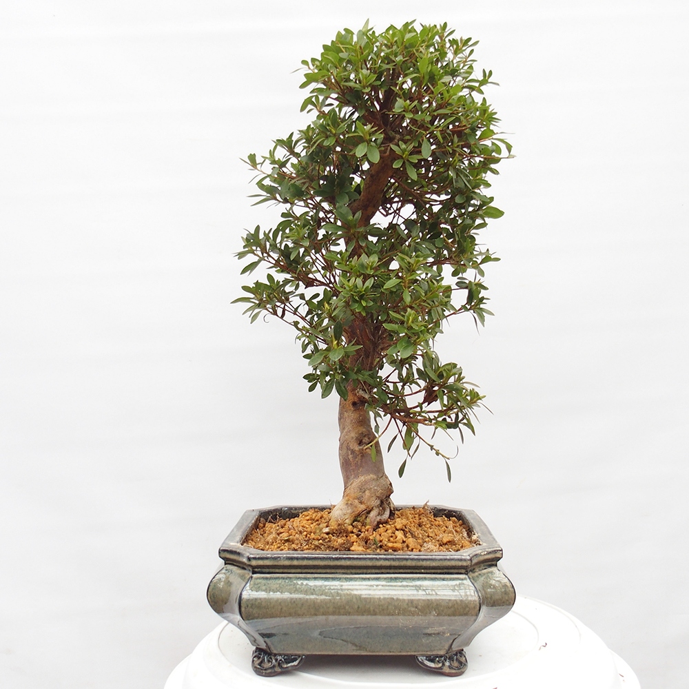Bonsai für draußen - Japanische Azalee - Azalea satsuki