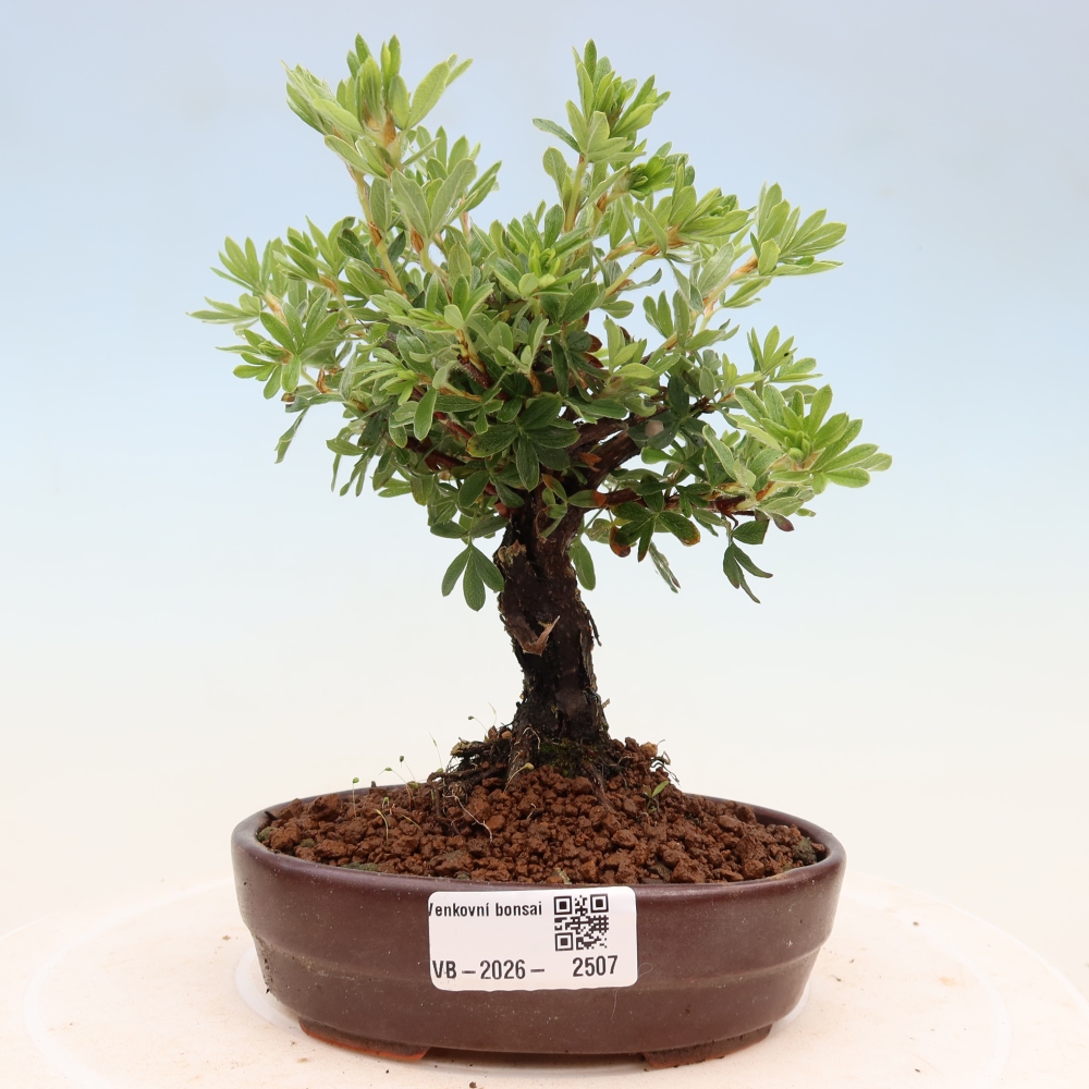 Bonsai für draußen - Potentila fruticosa