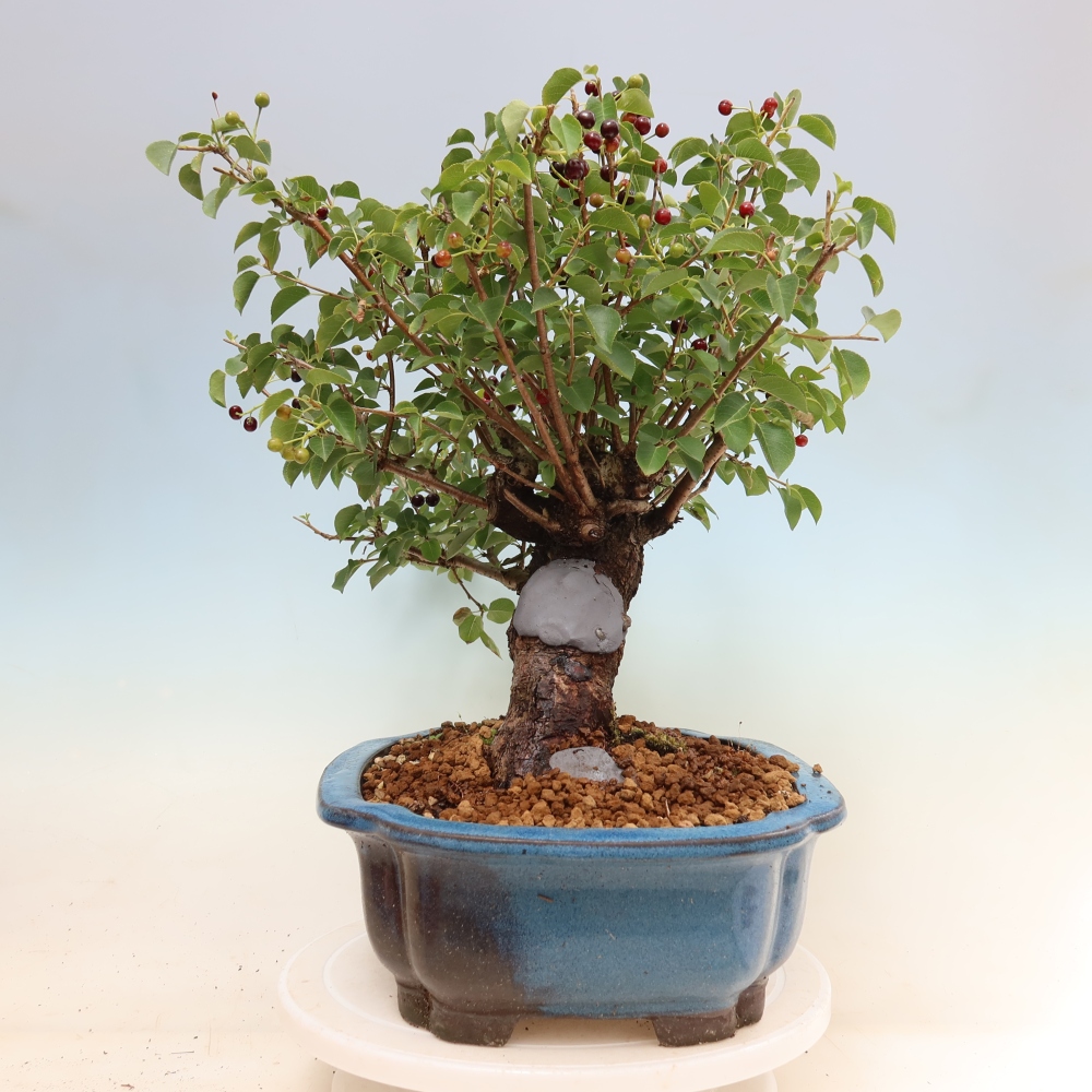 Bonsai für draußen - Mahalebka - Prunus mahaleb