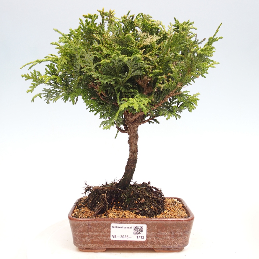 Bonsai im Freien - Cham.pis Parslori - Zypresse