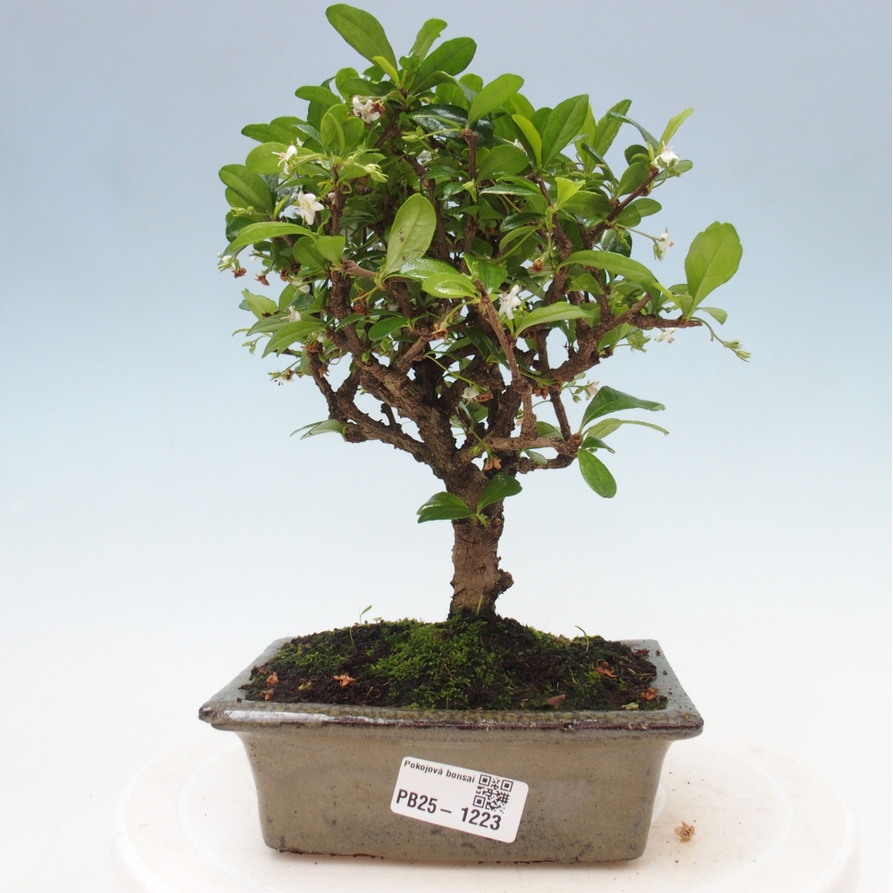 Zimmerbonsai - Carmona Macrophylla - Fuki-Tee