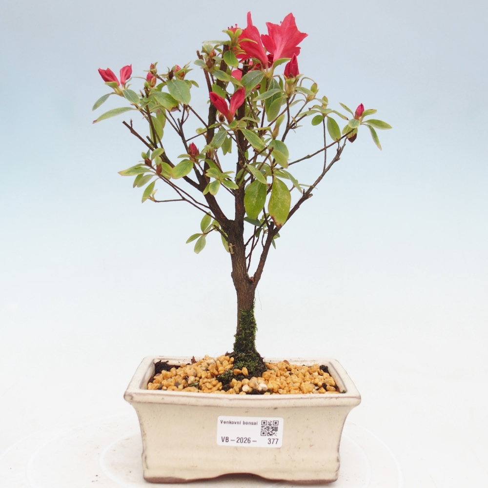 Bonsai für draußen - Japanische Azalee - Azalea sp.