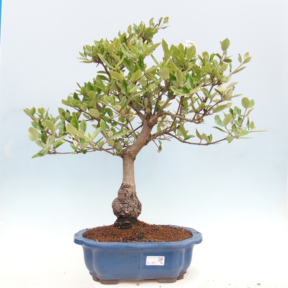 Outdoor-Bonsai-Kalina Bodnanská - Viburum carlesii