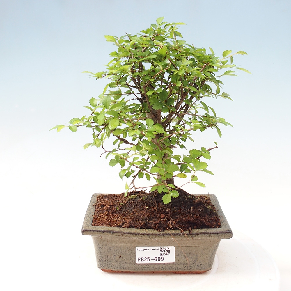 Zimmerbonsai - Ulmus parvifolia - Kleinblättrige Ulme
