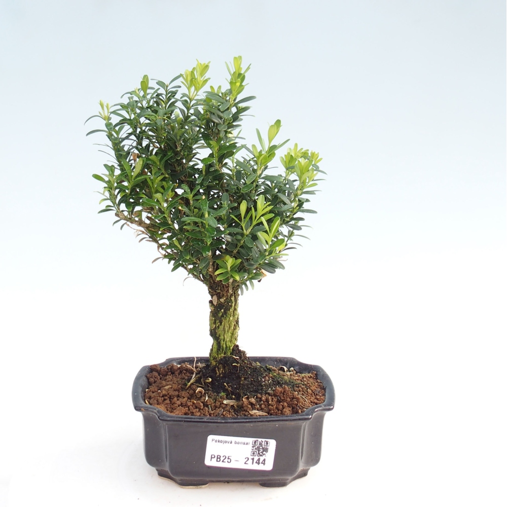 Zimmerbonsai - Buxus harlandii - Korkbuchsbaum